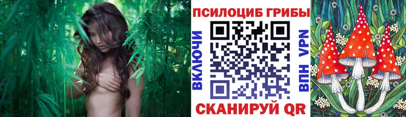 Псилоцибиновые грибы Psilocybe  Купить закладки  Кораблино 